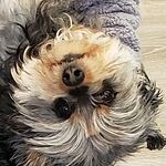 Dori