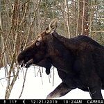 recon force advantage trail camera