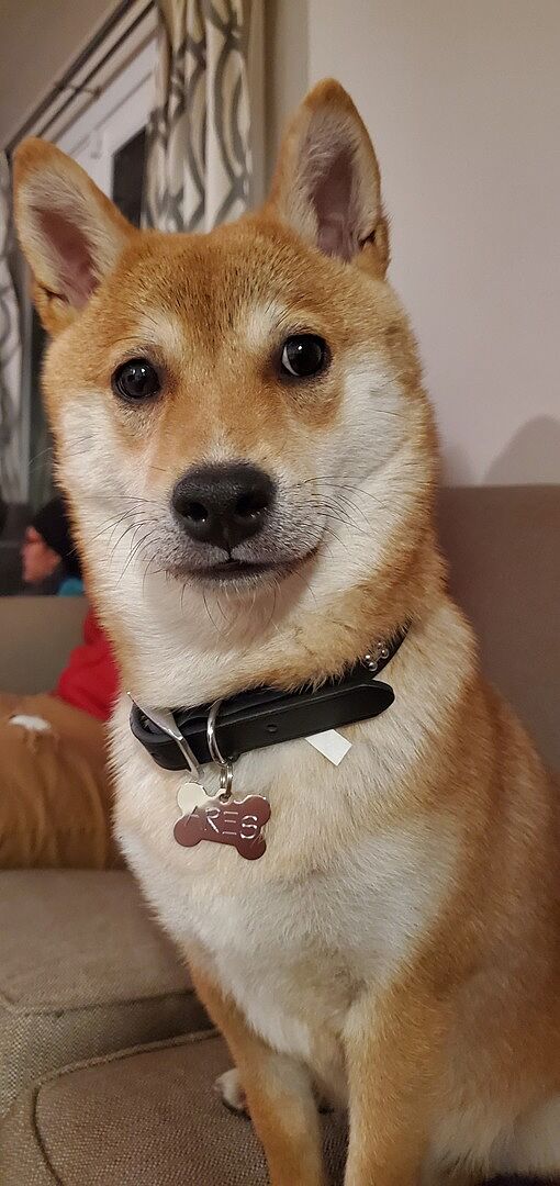 Shiba Inu Puppies For Sale Puppyspot