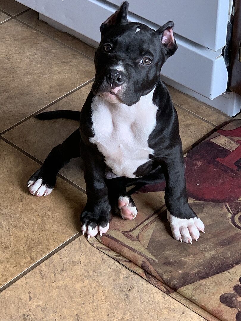 James L.'s black and white pit bull puppy sitting on a kitchen floor