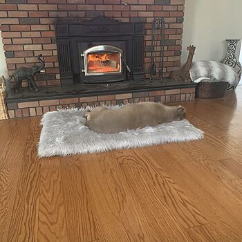 PupRug® Orthopedic Bed + Matching Waterproof Blanket Bundle - Rectangle Grey My dog loves his new