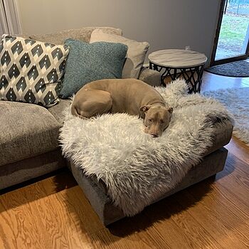 PupRug® Orthopedic Bed + Matching Waterproof Blanket Bundle - Rectangle Grey My dog loves his new