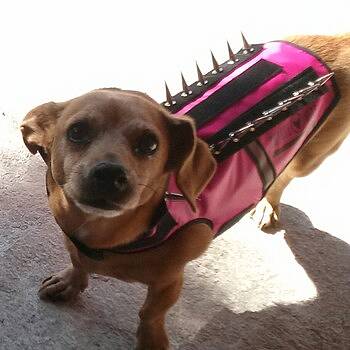 anti coyote vest for dogs