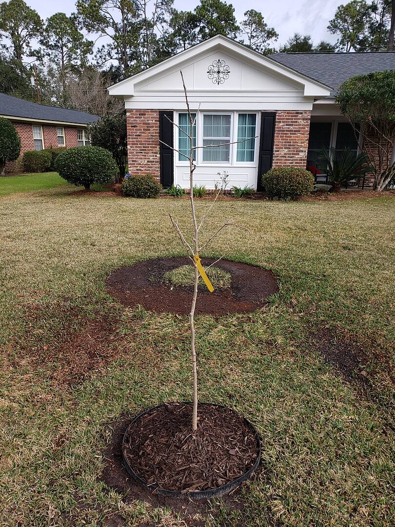 Gingko Tree Order