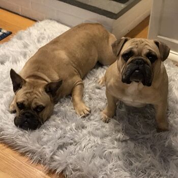 PupRug® Orthopedic Bed + Matching Waterproof Blanket Bundle - Rectangle Grey Easy to wash, dogs love