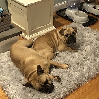 PupRug® Orthopedic Bed + Matching Waterproof Blanket Bundle - Rectangle Grey Easy to wash, dogs love