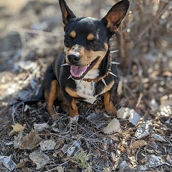 great pyrenees spiked collar