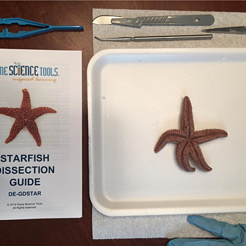 Marine Biology Dissection Kit 4 Specimens Tools Guides