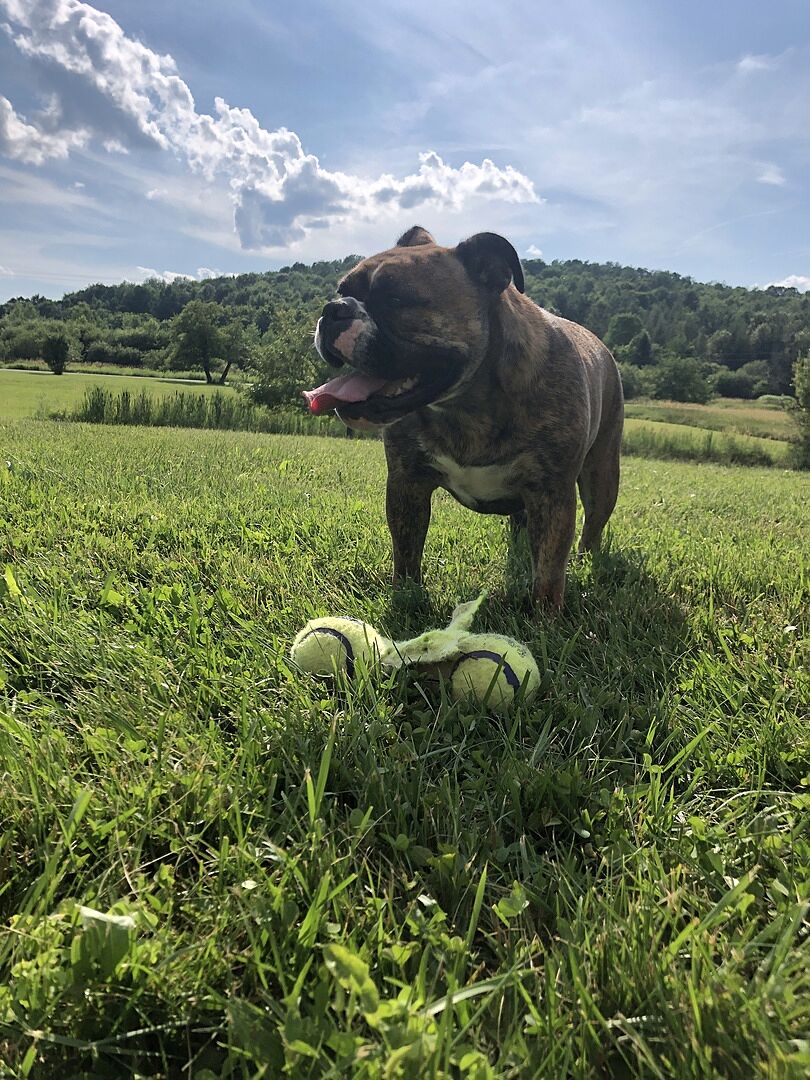 Larry G.'s brindle English Bulldog standing in a green field with a ball