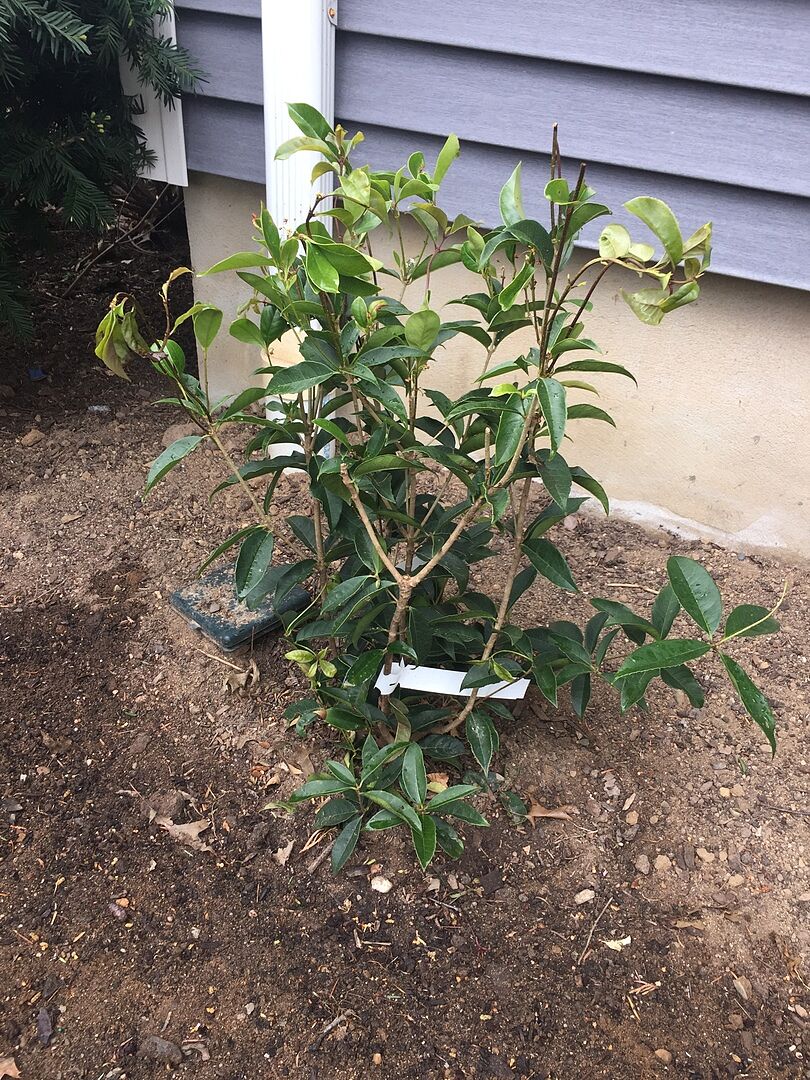 I bought the 3 gallon