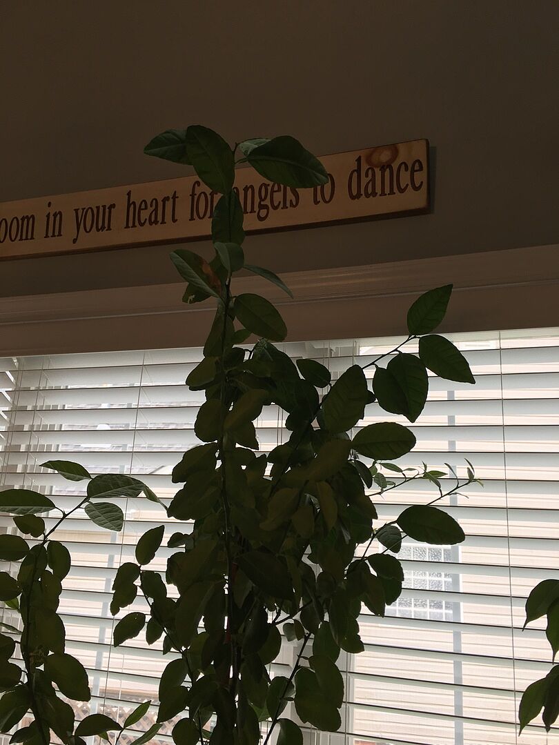 Lime Tree in Virginia full of Blooms!