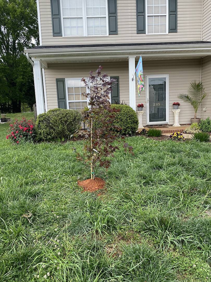 Japanese bloodgood maple