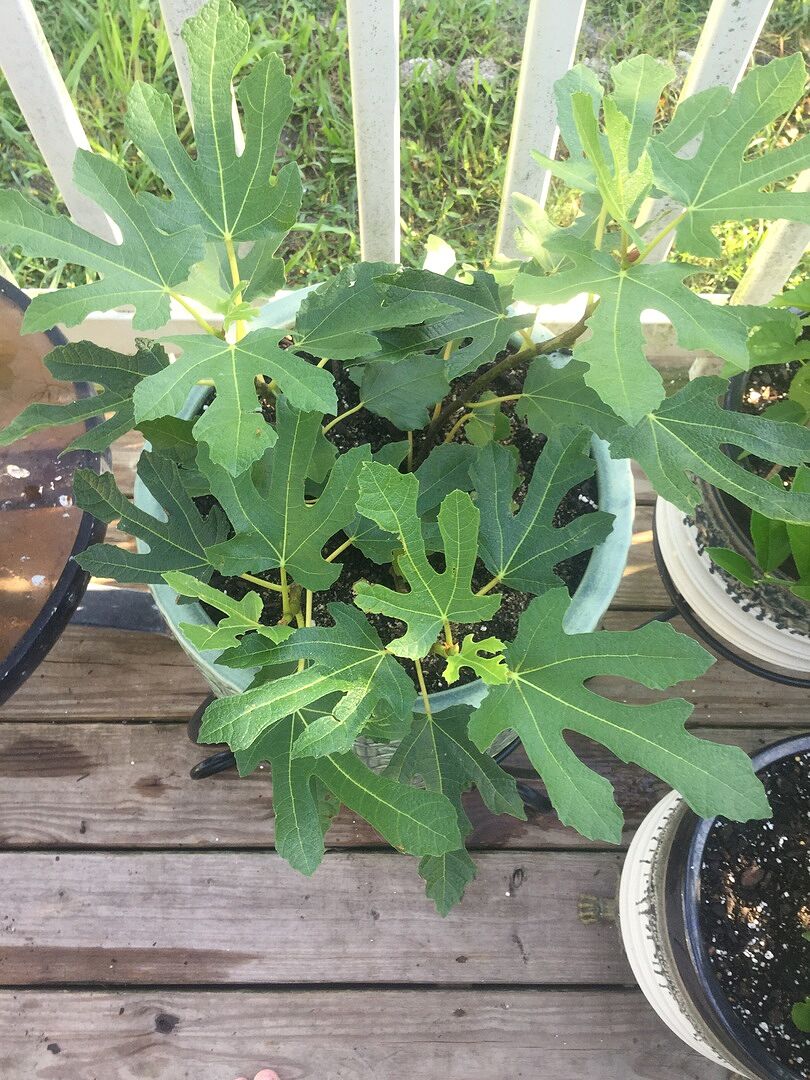 Arrived in couple of weeks