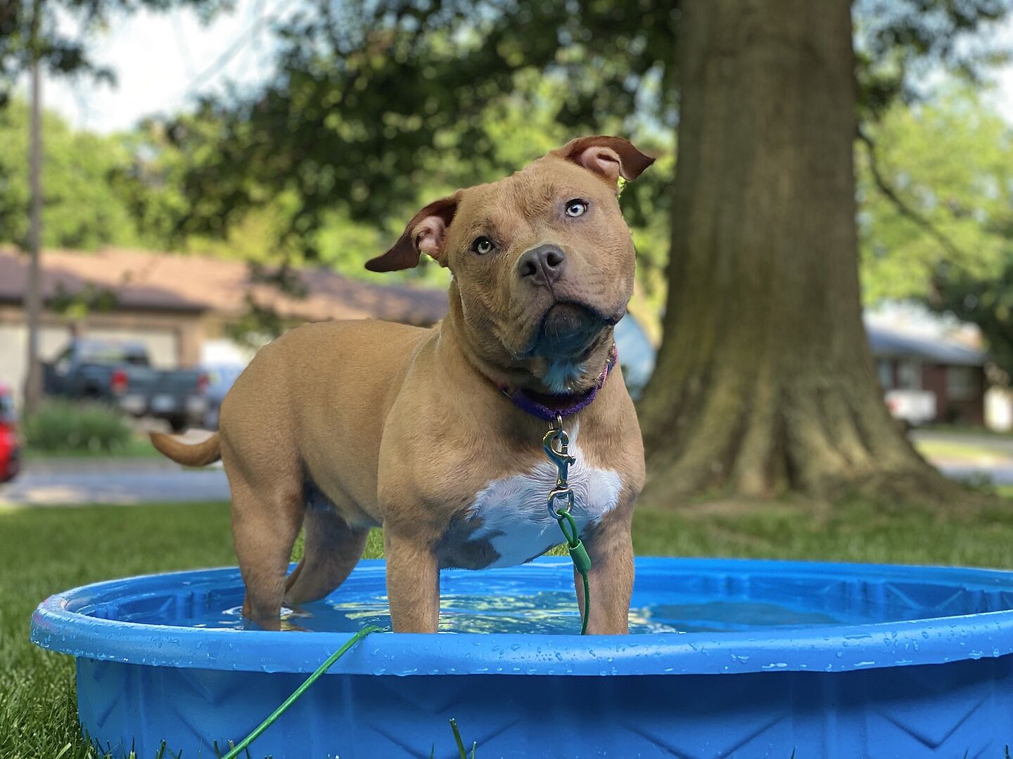 Joseph K.'s tan American Bully standing in a kiddie pool