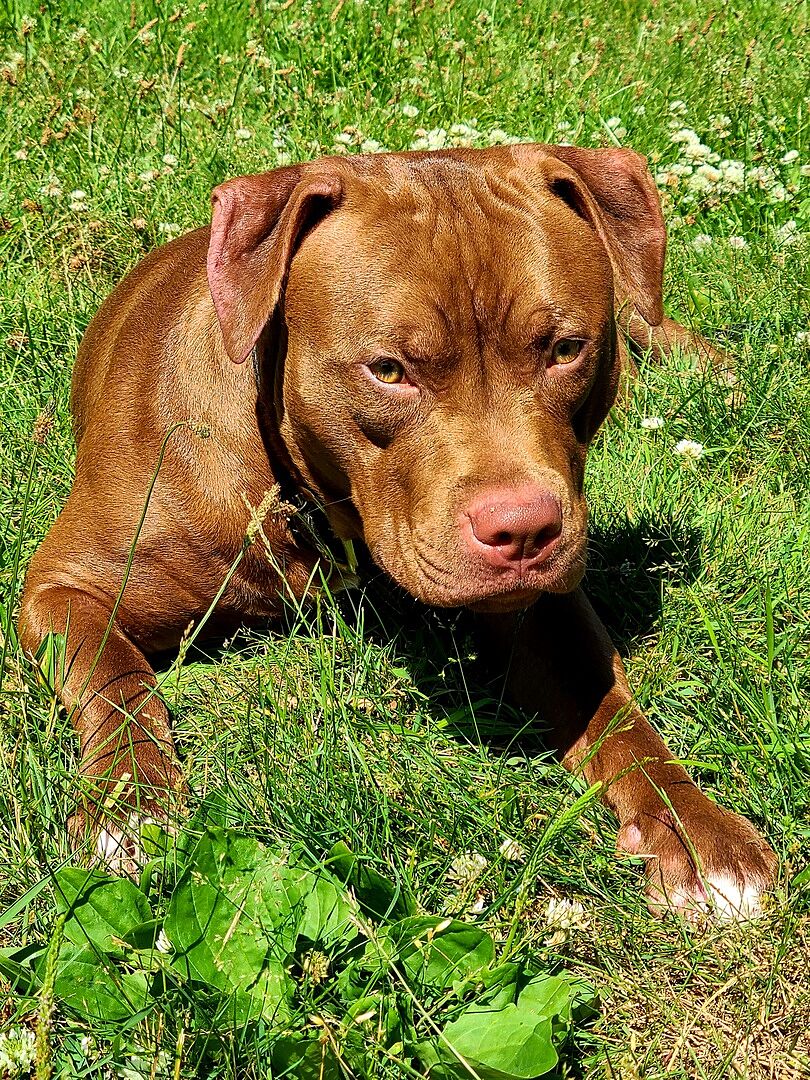Diana R.'s red dog lying in the grass