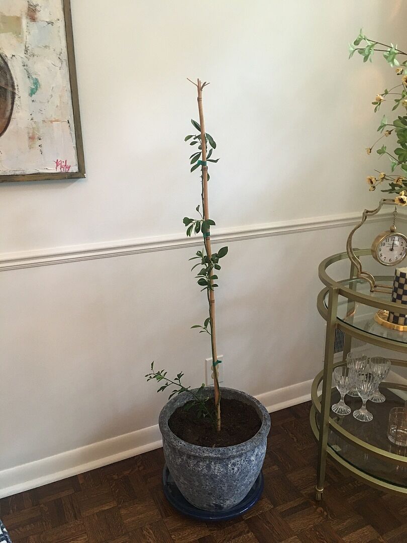 This tree is very healthy