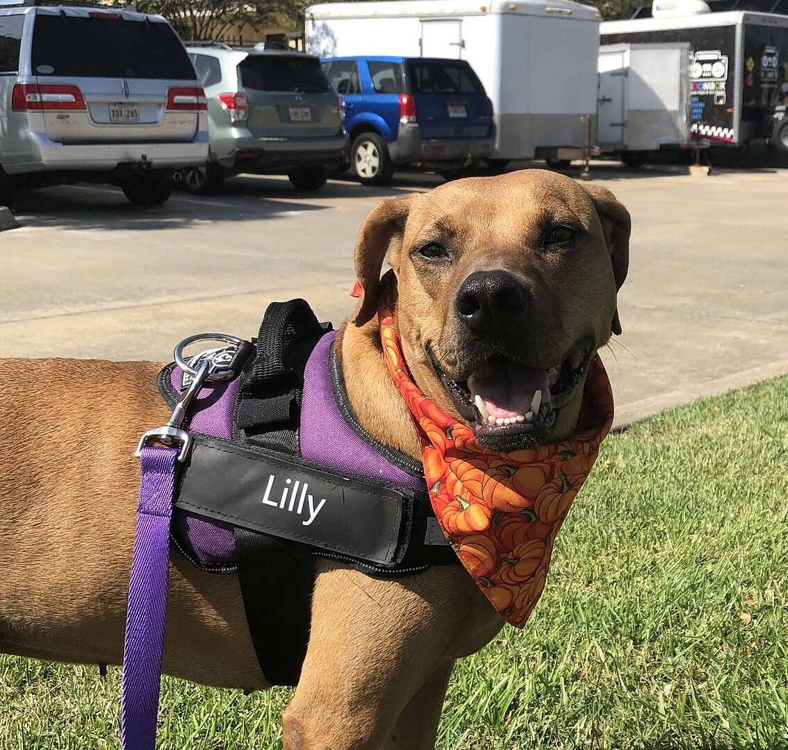 Custom velcro label / patches for Dog Harness by Doggykingdom®