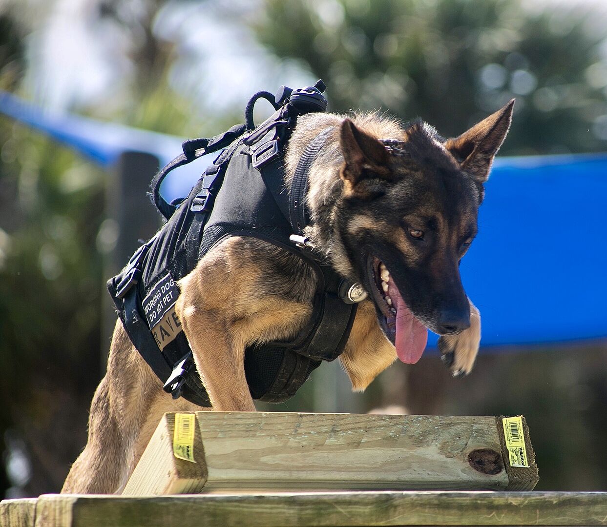 Phil R.'s Belgian Malinois working K9 in a tactical vest going over a wooden obstacle