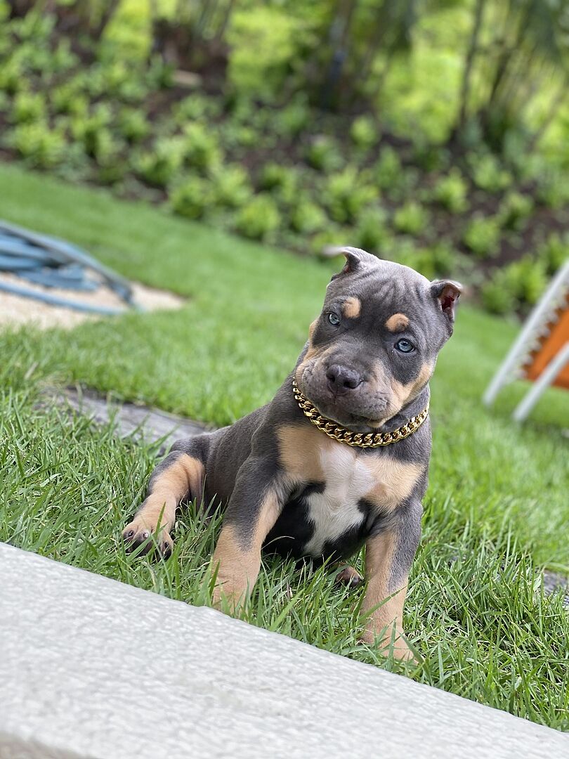 Tomas P.'s tri-color bully puppy sitting in the grass