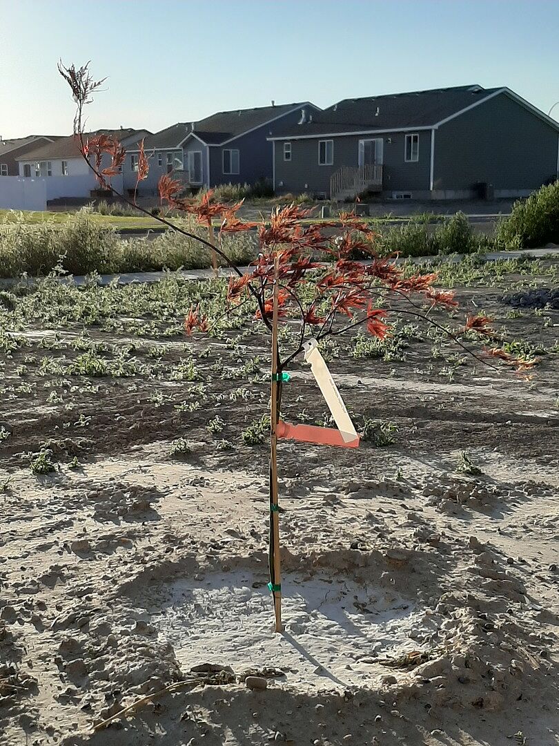 We love our red dragon