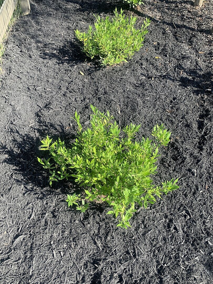 5 Frost Proof Gardenia Shrubs