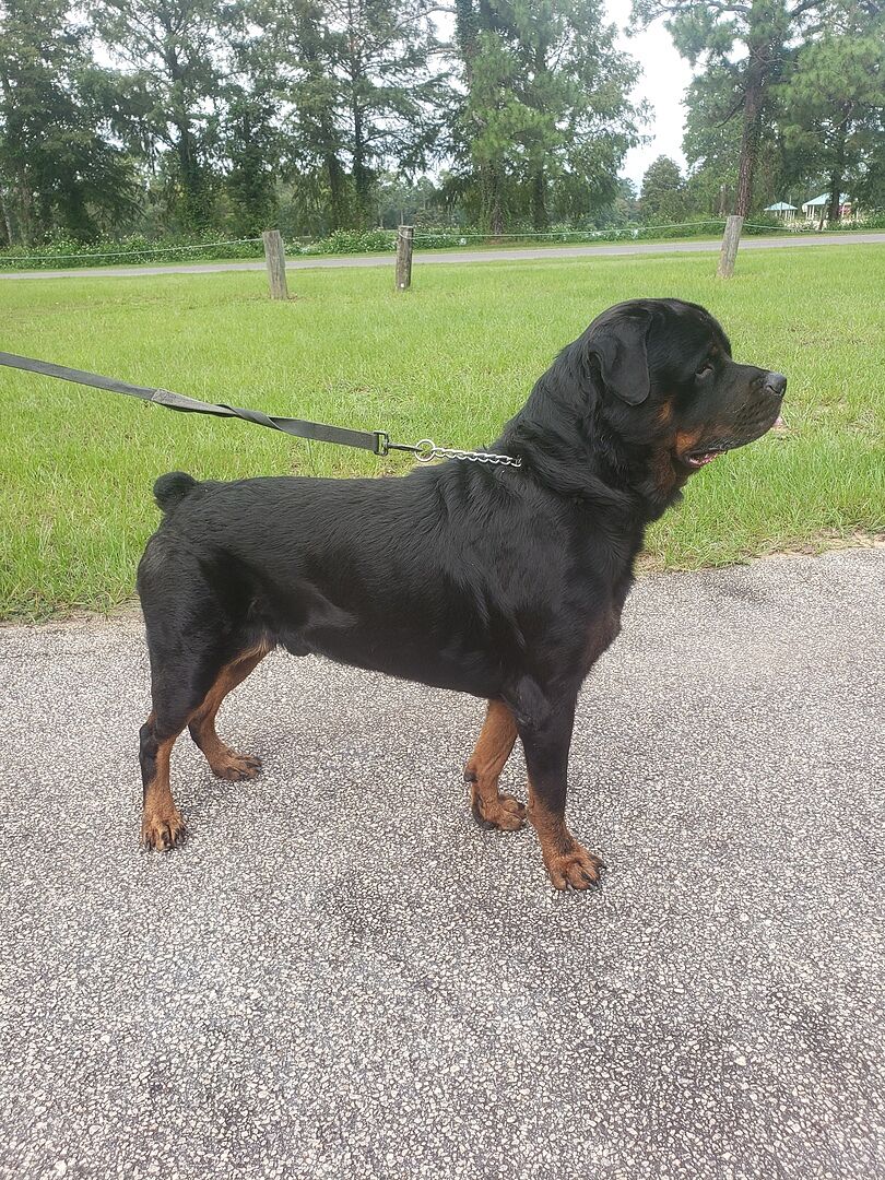 Deshawn D.'s adult Rottweiler standing on a path at the park