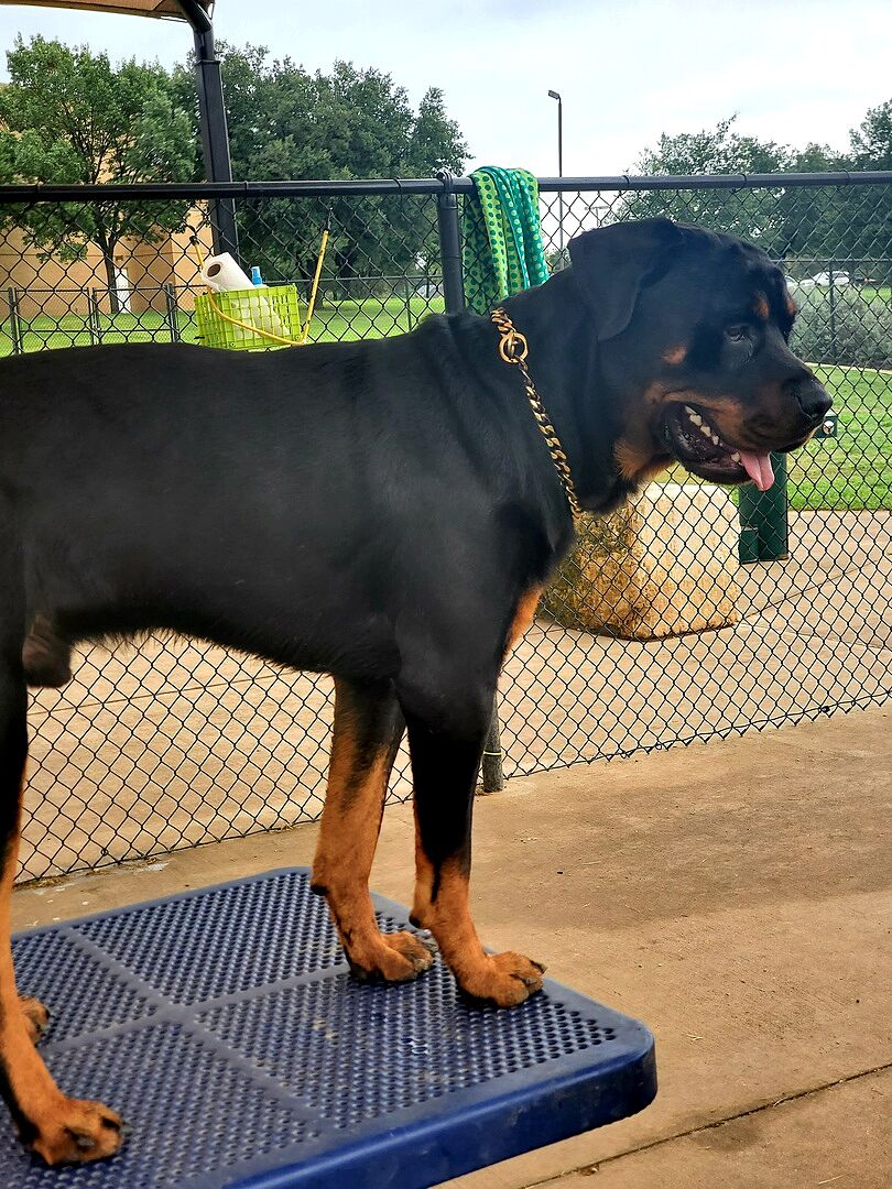 Sally A.'s adult Rottweiler standing on a training platform in the yard