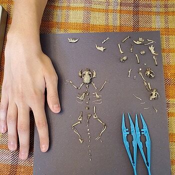 owl pellet guide: elementary such a great activity