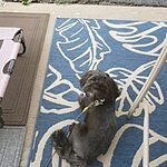 honest kitchen marvel