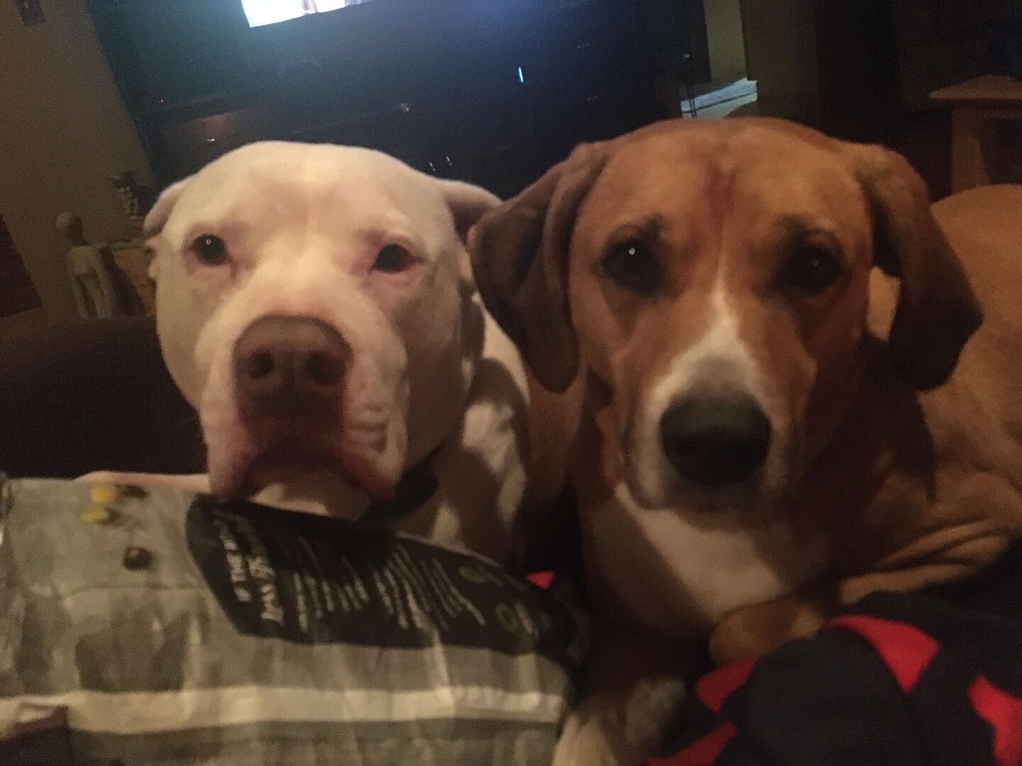 Allergy Salmon Oil AllNatural PetHonesty