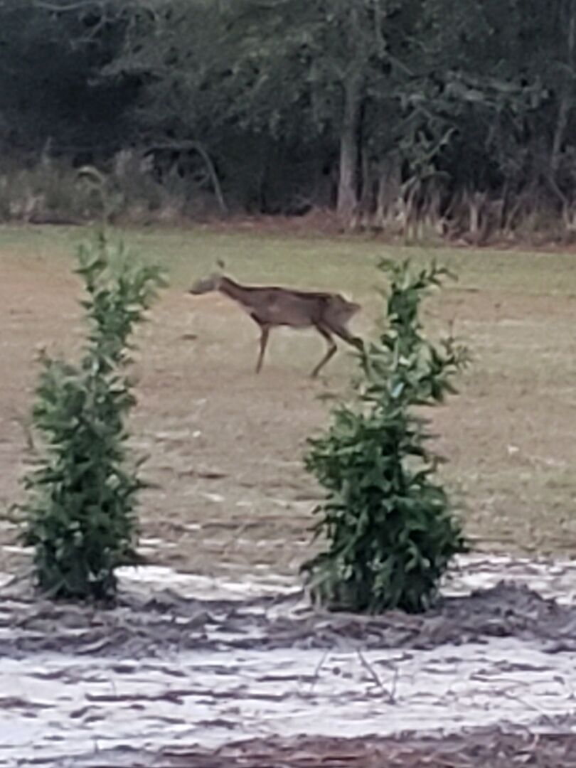 The trees look great and