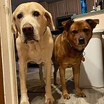 Image of Review by Lisa A. on 16 Dec 2020 number 1