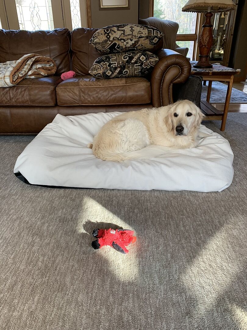 myer dog bed
