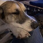 The Coated Kibble Project - Canine Blend || Ancient Grains with Salmon Recipe The Coated Kibble Project - Canine Blend || Ancient Grains with Salmon Recipe
