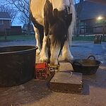 Image of Review by A. N. on  7 Jan 2021 number 1