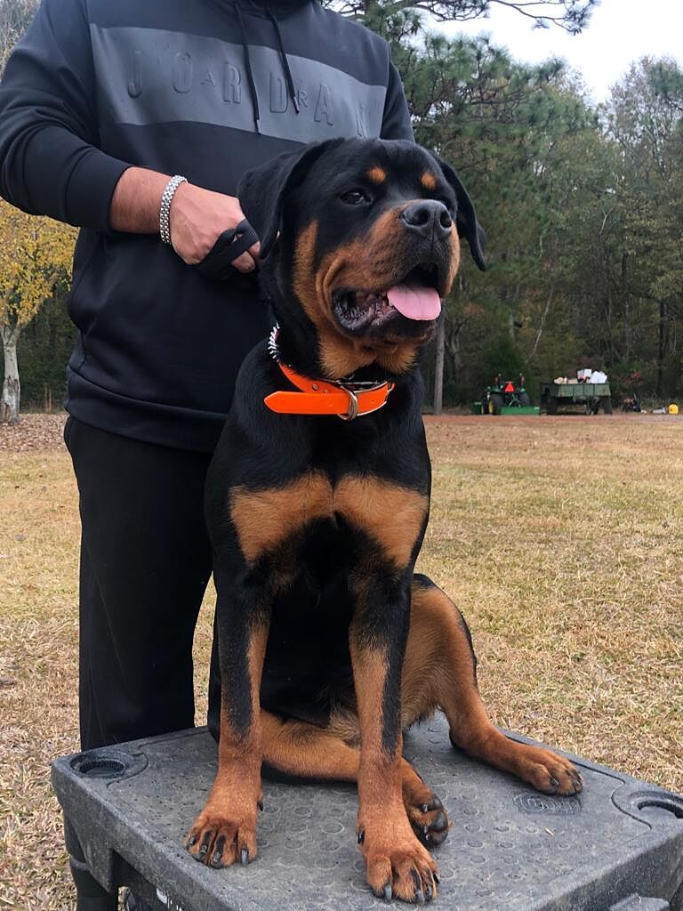 Baldo B.'s Rottweiler standing on a training platform outdoors