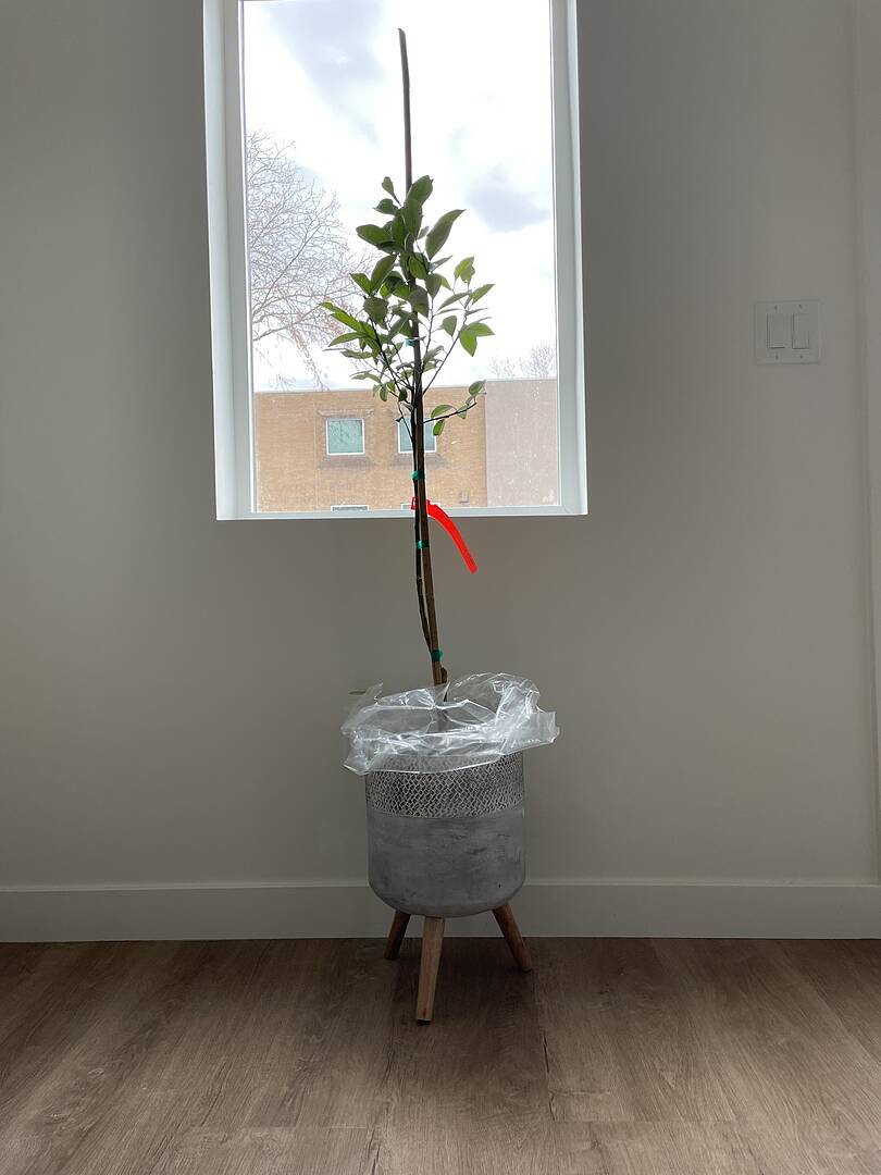 Tree looks great! It came