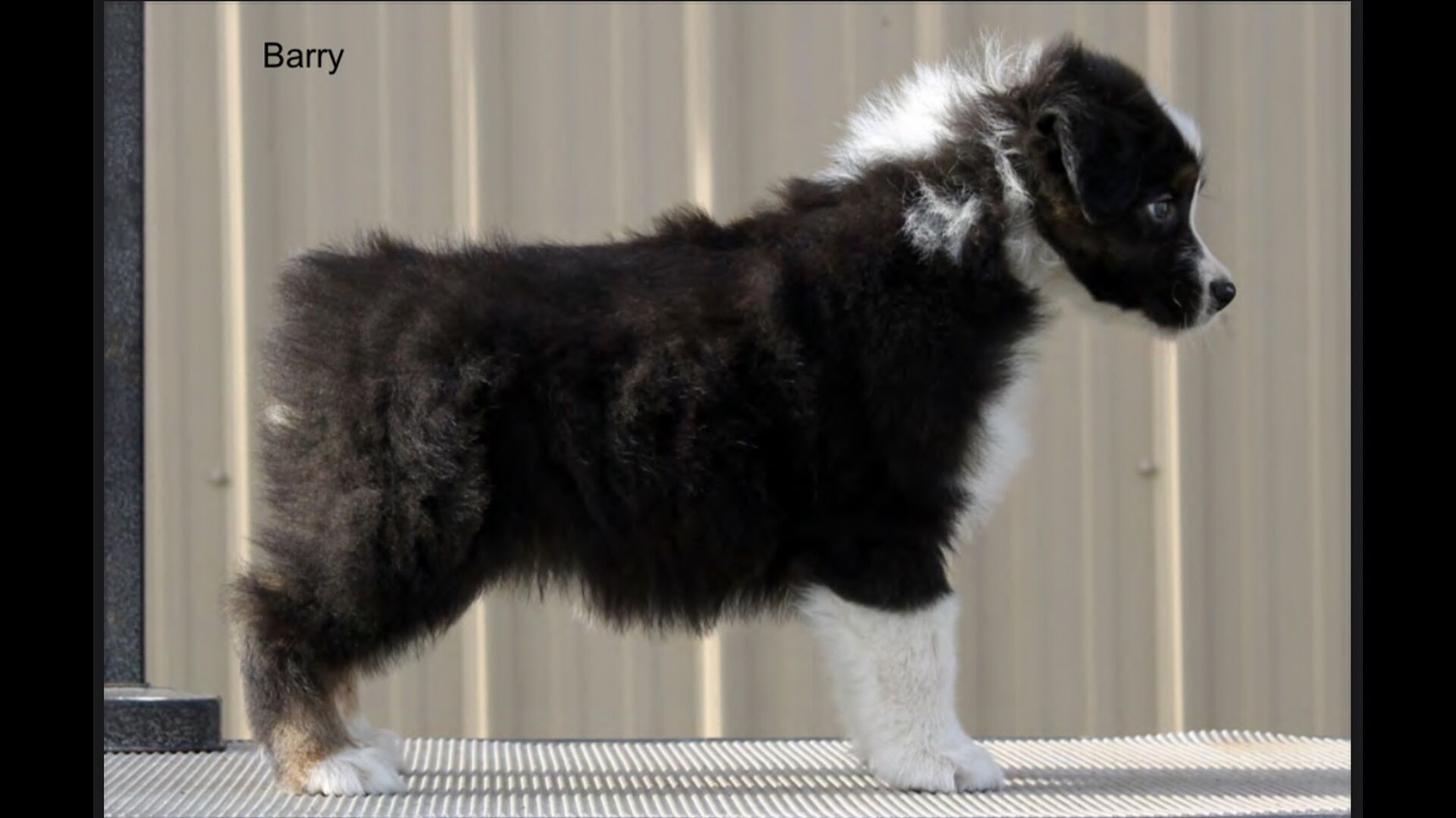 10for1 Multivitamin (90 Count) AllNatural Dog Supplements PetHonesty