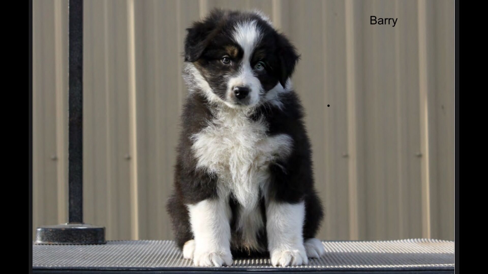 10for1 Multivitamin (90 Count) AllNatural Dog Supplements PetHonesty