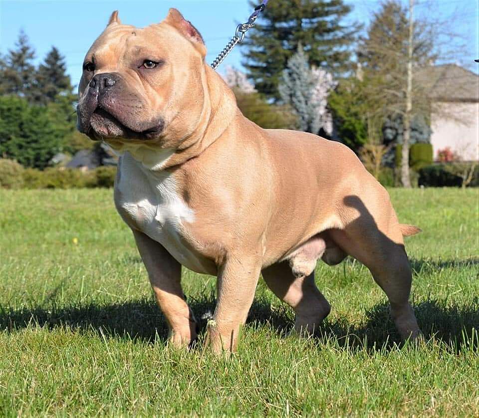 Mariah K.'s fawn American Bully standing in a sunny yard