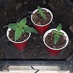 I germinated 3 seeds and