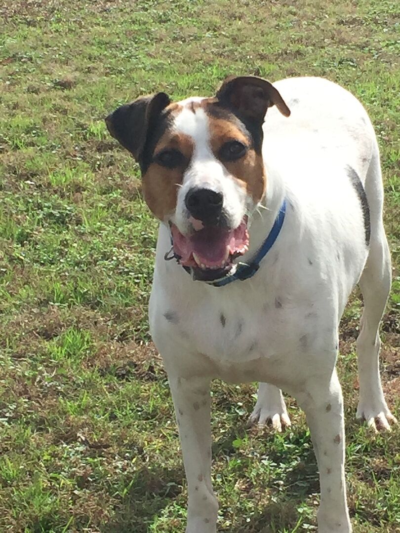 Bovine Colostrum for Dog Allergies PetHonesty