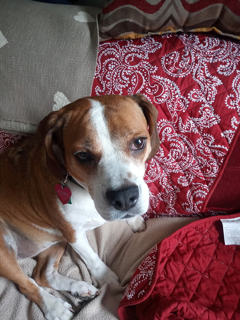 Bovine Colostrum for Dog Allergies PetHonesty