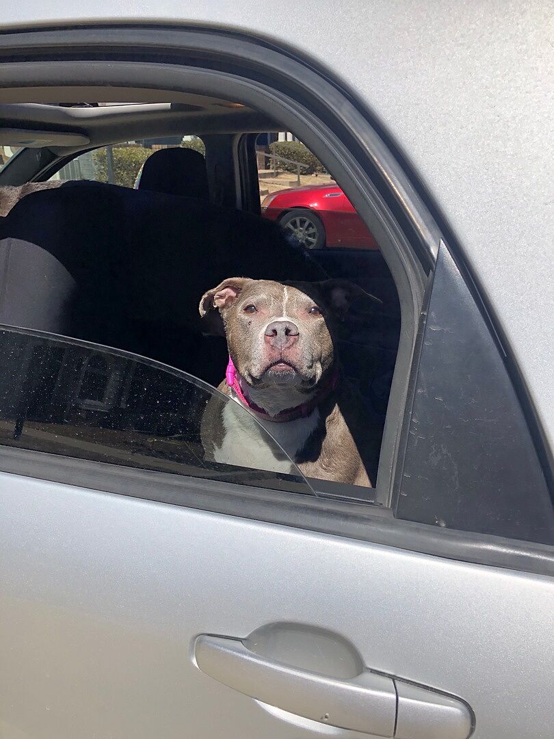 Senior HempMobility (90 Count) All Natural Healthy Dog Treats