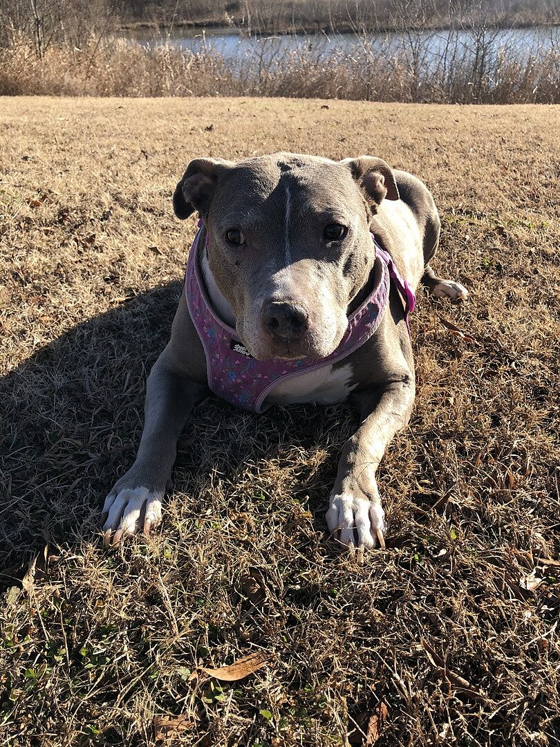 Senior HempMobility (90 Count) All Natural Healthy Dog Treats