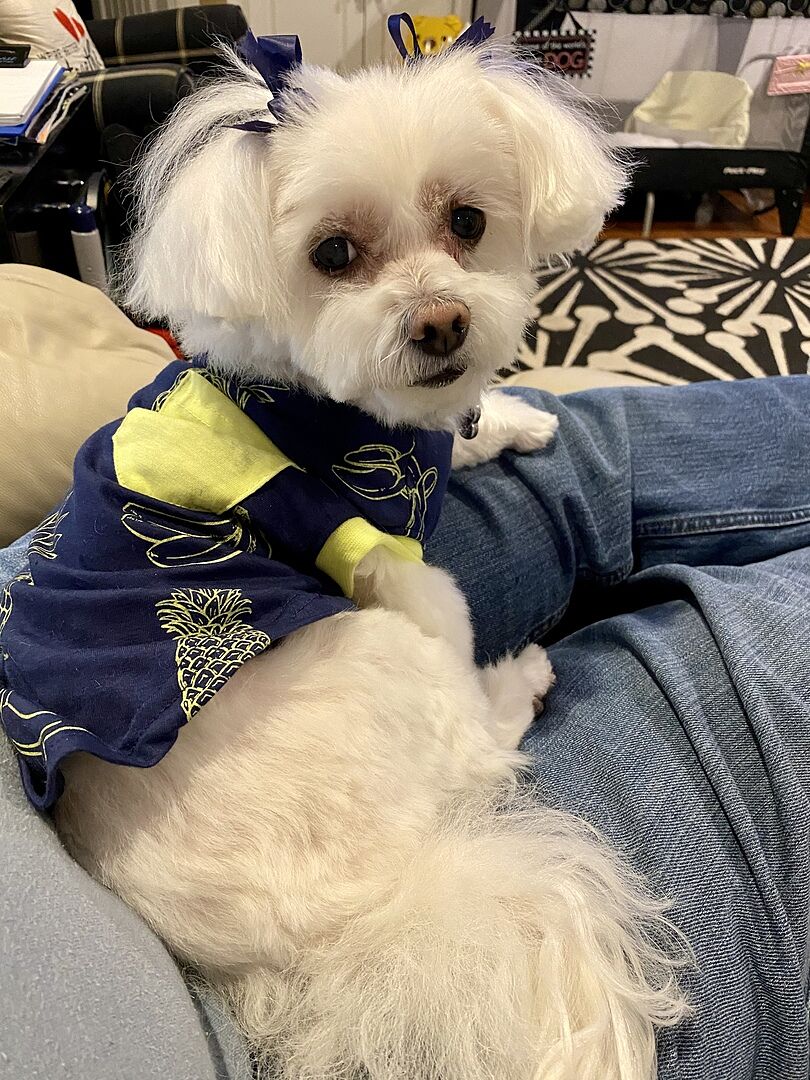 Senior HempMobility (90 Count) All Natural Healthy Dog Treats