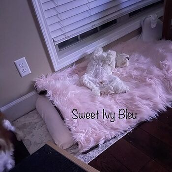 PupRug™ Bundle - Orthopedic Bed Curve, Blush Pink + Matching Waterproof Blanket Ivy loves her bed! It