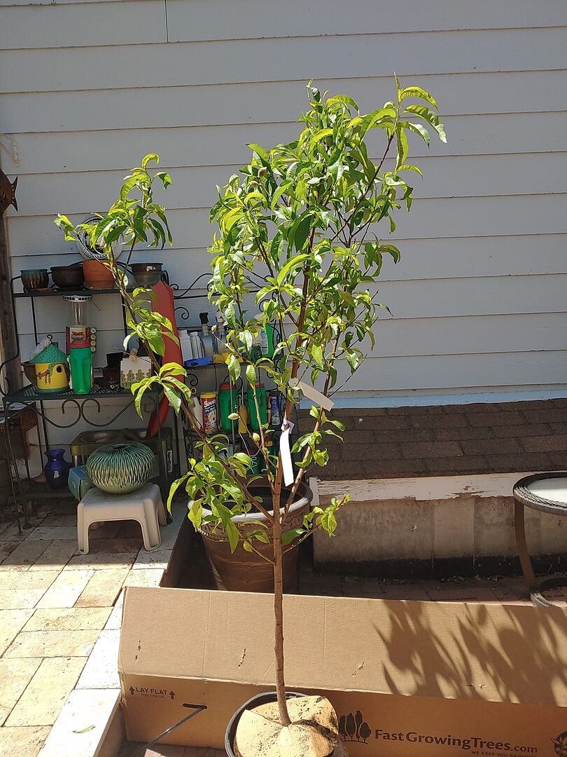 Outstanding peach trees