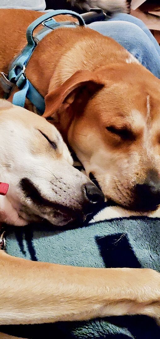 Keep Grass Green Chews (90 Count Smoked Turkey Flavor) PetHonesty