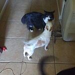 honest kitchen marvel